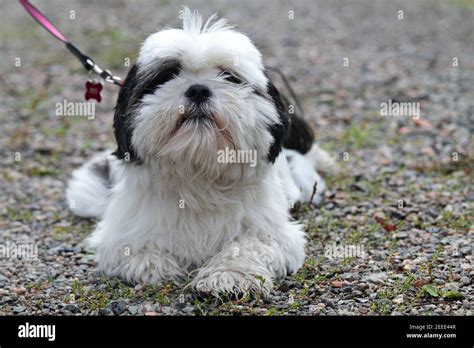 Lhasa Apso Puppy Hi Res Stock Photography And Images Alamy