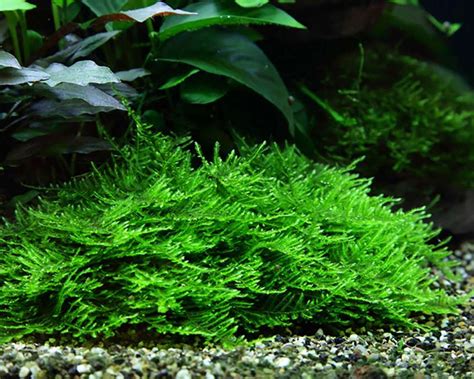 Javafarn Microsorum Pteropus Tropica Pflanze Auf Lavastein