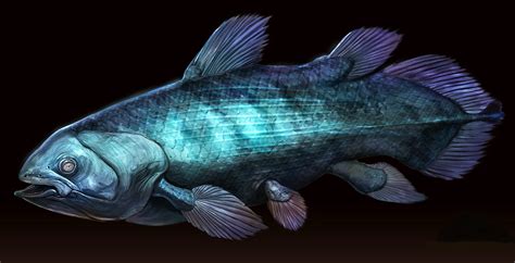 🔥 [20+] Coelacanth Wallpapers | WallpaperSafari