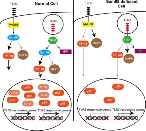 Schematic Model Of The Role Of Sam68 In Tlr2 And Tlr3 Signaling