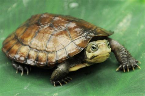 Zhou S Box Turtle Alchetron The Free Social Encyclopedia