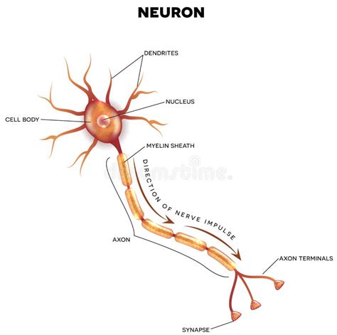 Labeled Diagram Of The Neuron Stock Vector - Illustration of image ...