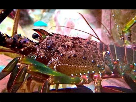 Aquarium Movies Japan archive 生きている魚図鑑 イセエビ Japanese spiny lobster