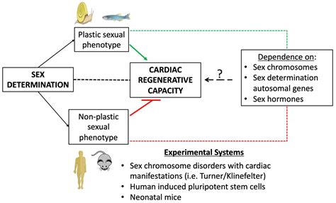 Jcdd Free Full Text Sex Related Effects On Cardiac Development And