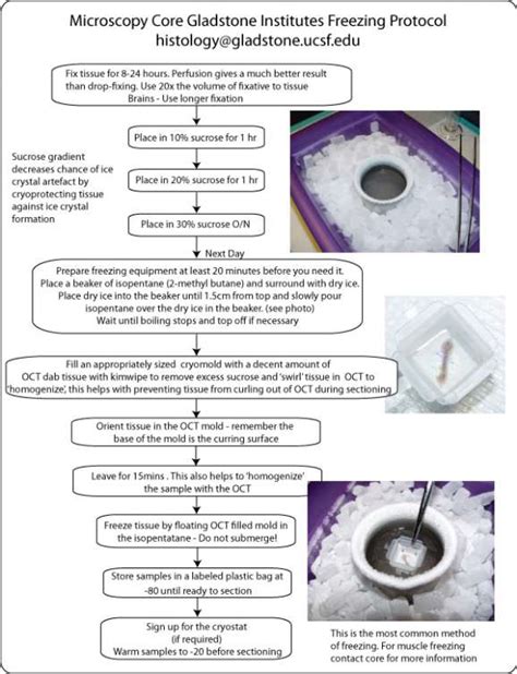 Frozen Sections Molecular Pathology Core College Of Medicine