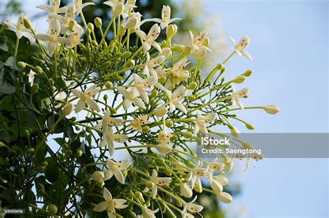 Millingtonia Hortensis Or Tree Jasmine Or Indian Cork Tree Flower Stock