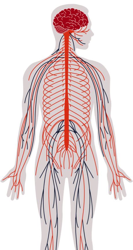 Nervous System No Labels