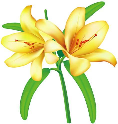 Lilium PNG