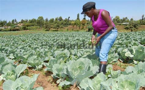 Top Three Reasons Why Youth Shy Away From Agriculture FarmKenya