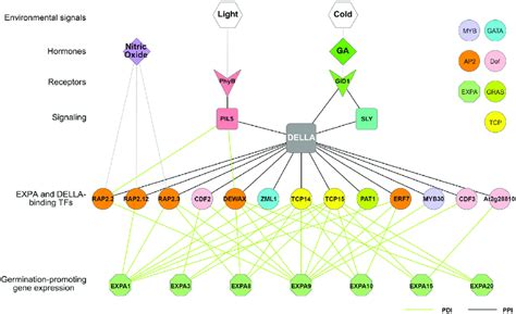 Signal Integration And Growth Regulatory Network In Arabidopsis Seeds