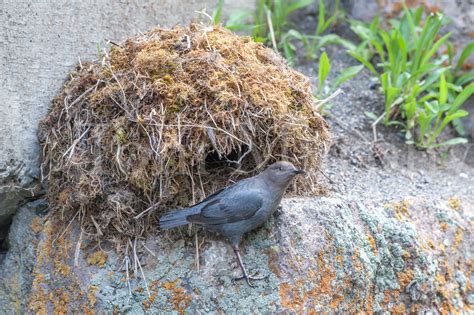 Dipper Nest – Tom Murphy Photography