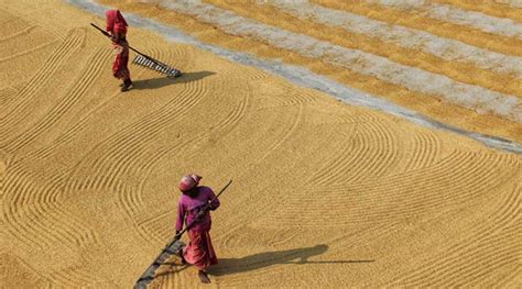 Despite Less Rain Area Under Paddy Crosses 400 Lakh Hectares