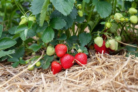 Are Organic Strawberry Plants Better?