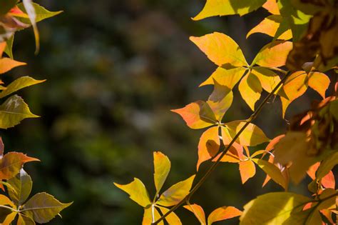 Wallpaper Sunlight Garden Nature Branch Green Yellow Autumn