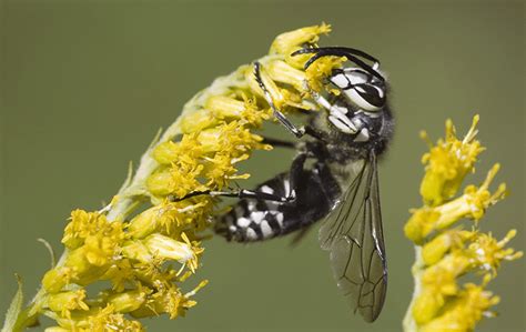 Wasp Identification In Jacksonville Fl Lindsey Pest Services