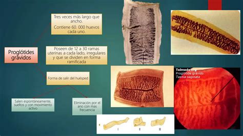 Teniasis Por Taenia Solium Taenia Saginata Y Taenia Asi Tica Ppt