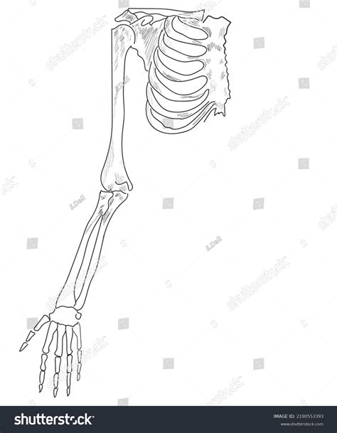 Human Skeleton Drawing Arm Shoulder Wrist Stock Vector (Royalty Free ...