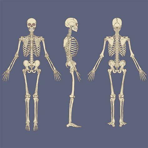 Skeleton Bone Anatomy Images, Photos | Mungfali