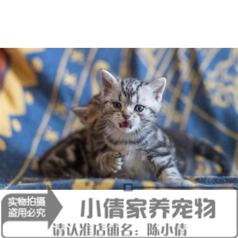 家养纯种美国短毛猫出售银虎斑宠物猫活体美短幼猫虎斑猫q虎窝淘