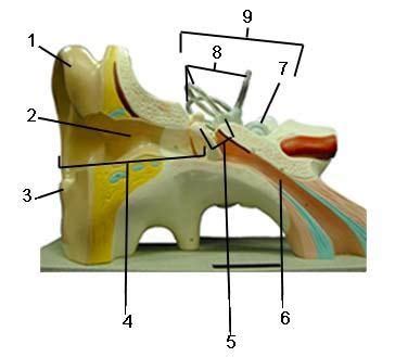 BIOL 2401 Lab Exam 3 Special Senses Hearing And Equilibrium Ex 18