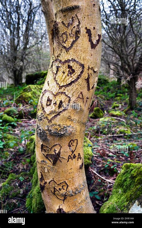 Names Carved Tree Hi Res Stock Photography And Images Alamy