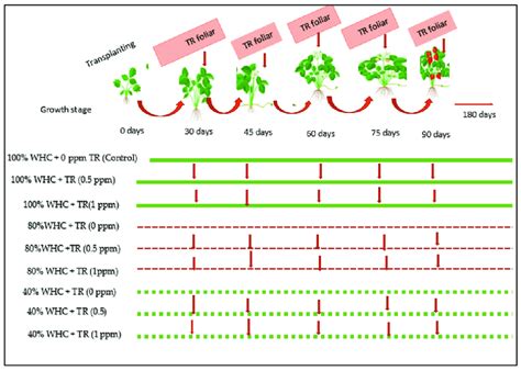 The Experimental Treatments And Design Different Plant Treatments Are Download Scientific