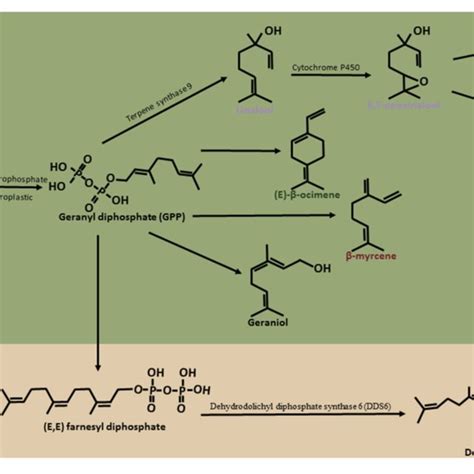 Candidate genes identified for terpene biosynthesis pathway. | Download ...