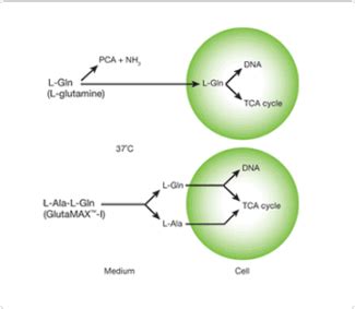 L Glutamine And GlutaMAX Supplement Thermo Fisher Scientific HK