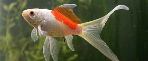 The Comet Goldfish Care Guide: Fact Sheet, Breeding, Behavior, Etc.