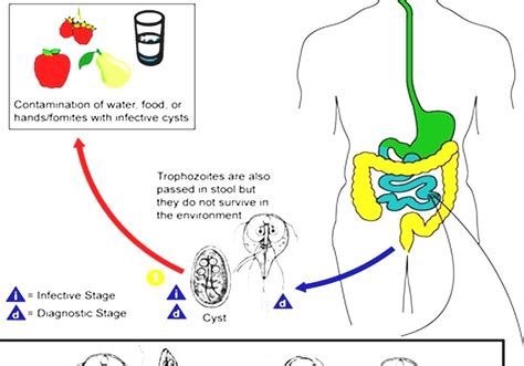 Giardia Lamblia Lifecycle Of A Human