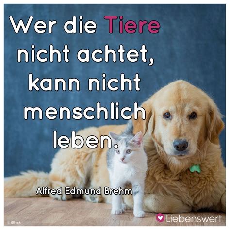 Pin Von Helga Regler Auf Hunde Spr Che Tiere Spr Che Tierliebe