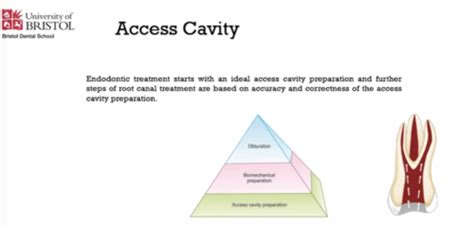 Endodontics Tooth Morphology And Access Cavity Flashcards Quizlet