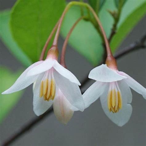 Japanese Snowbell Care All About Growing Styrax Japonicus