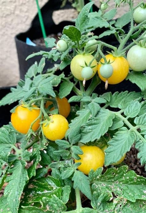 Great Indeterminate Tomato Varieties To Plant In Your Garden