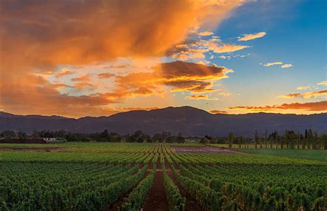 Napa Valley Sunset Stock Photos Pictures And Royalty Free Images Istock