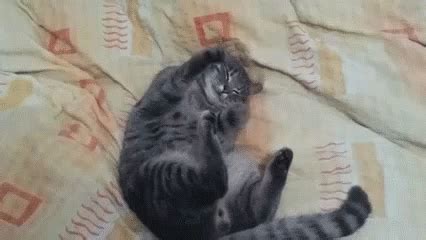 Fast Cat Cute Cat GIF - Fast Cat Cute Cat Hug Me - Discover & Share GIFs