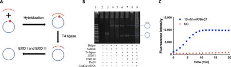 Exploring The Trans Cleavage Activity With Rolling Circle Amplification For Fast Detection Of