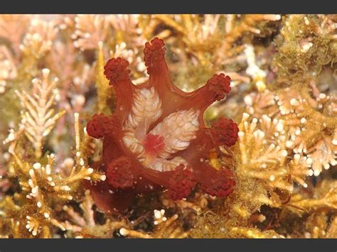 Stauromedusae Uk Craterolophus Convolvulus Stalked Jellyfish Images