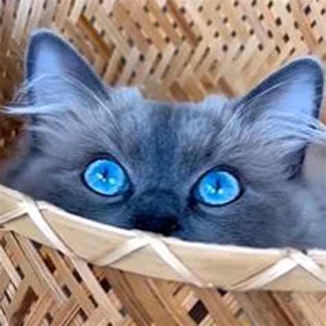 A Cat Mesmerizes The Internet With Her Stunning and Surreal Blue Eyes ...