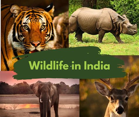 Wildlife In India - Step Into The Real Life Jungle Book