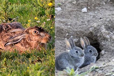 Taxonomía De Los Conejos Clasificación Científica Y Característica