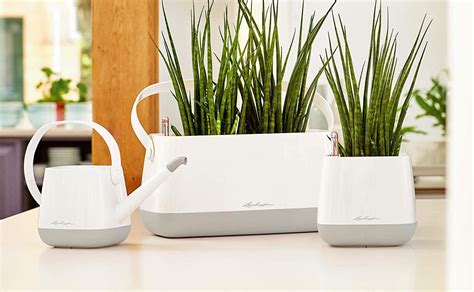 The Best Self-Watering Planters for Indoor and Outdoor Use