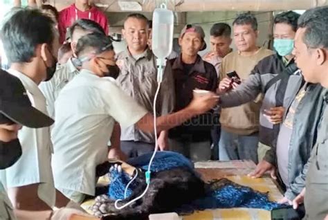 Warga Pekalongan Heboh Macan Kumbang Ditemukan Di Dapur Warung Begini