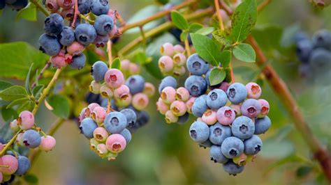 A Comprehensive Guide To Growing Blueberries In Raised Beds