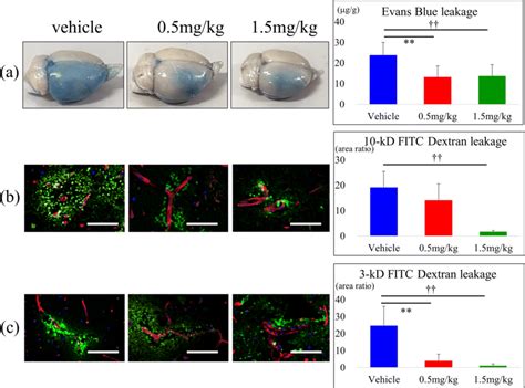 Effect Of Fty On Bloodbrain Barrier Bbb Permeability In The Brain