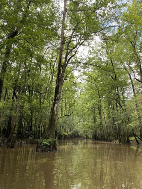 congaree national park : r/NationalPark