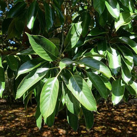 Quercus Acuta Roble De Hoja Perenne Japonés Moons Tree Farm