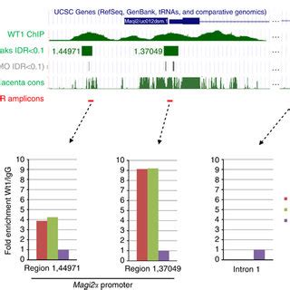 Chromatin Immunoprecipitation Sequencing Chip Seq And Chip Pcr Reveal