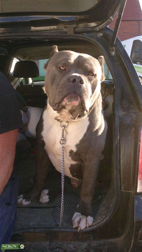 American bully xxl - Stud Dog in West Midlands , the United Kingdom