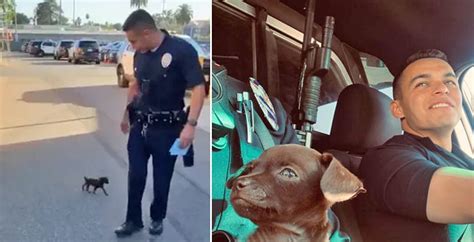 Tiny puppy rescued by LAPD becomes newest member of K-9 unit